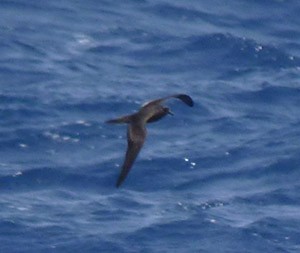 Bulwer's Petrel - Bulweria bulwerii © John Muddeman